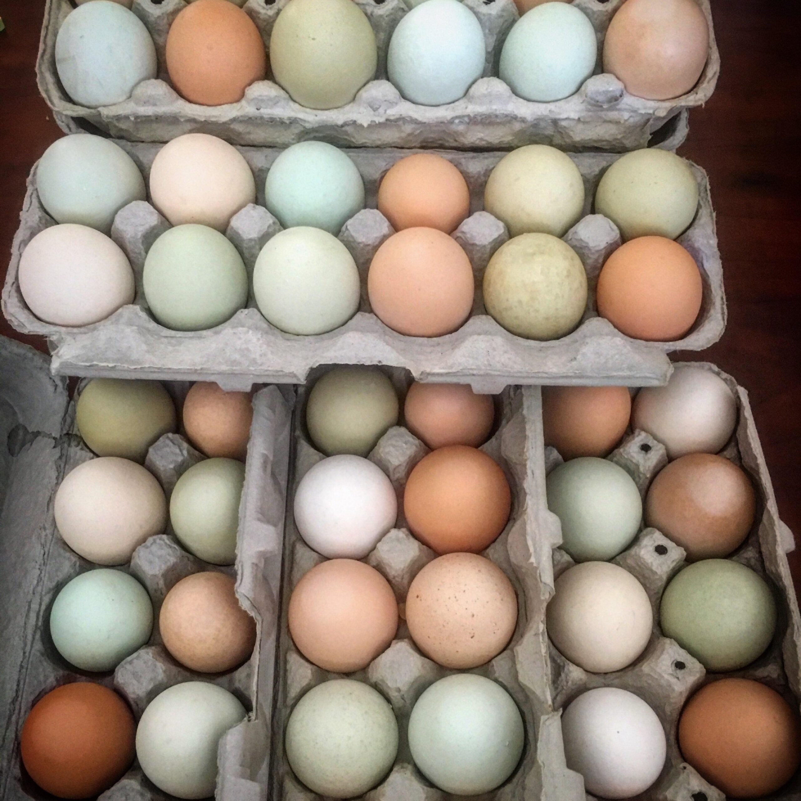 What You Need to Know About Farm Fresh Eggs