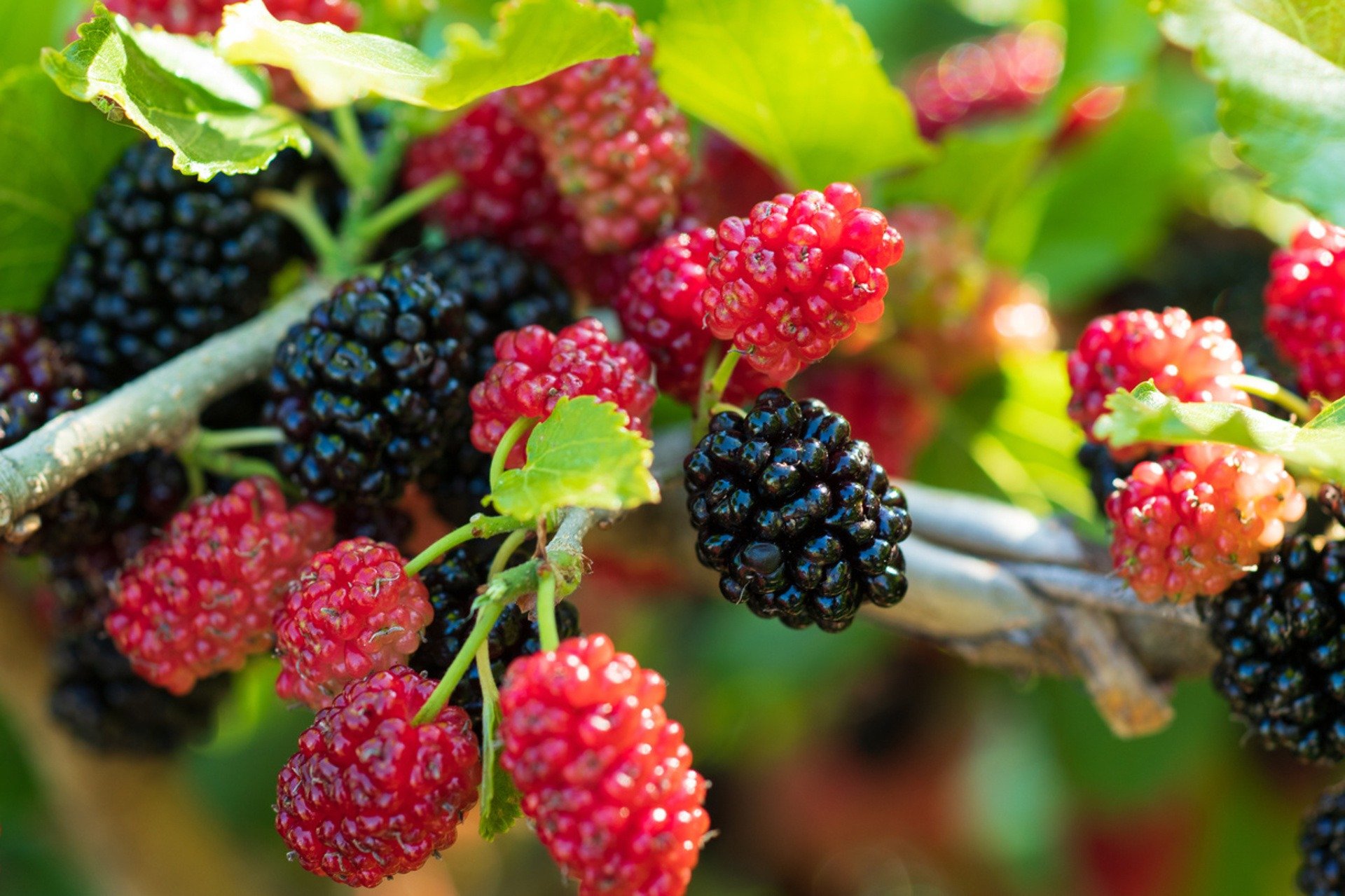 The Mulberry: A Tiny Fruit Packed with a Punch