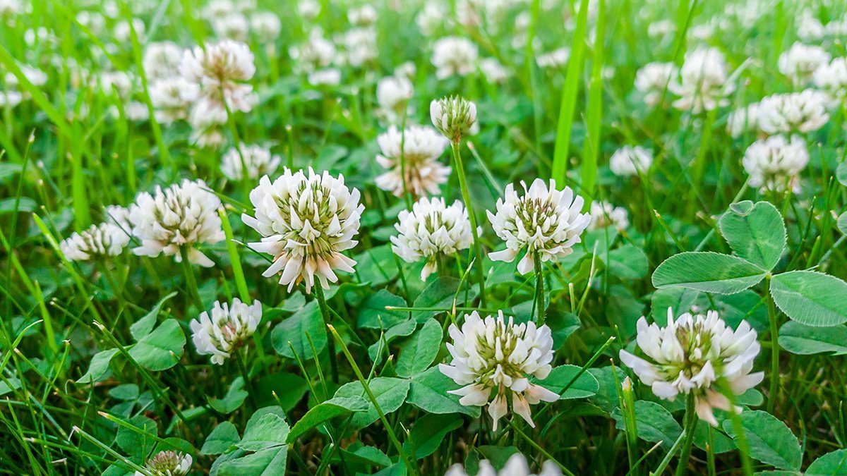 Unveiling the Potential Health Benefits of White Clover